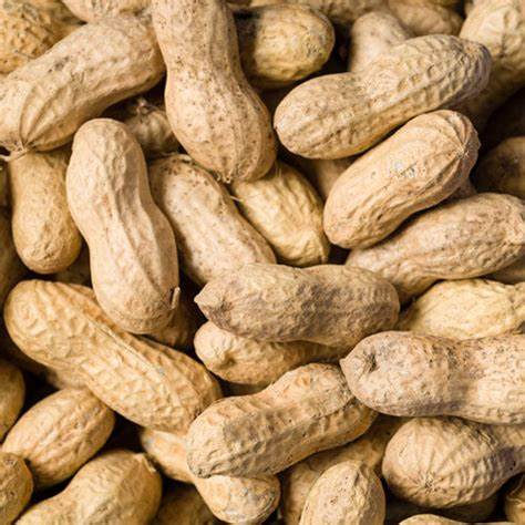 WILD BIRD WHOLE PEANUT IN THE SHELL