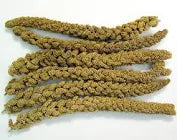 SUNSEED FARMS MILLET SPRAY