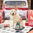 Durable Plush Dog Toy - Tailgates and Touchdowns