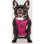 CANADA POOCH EVERYTHING HARNESS