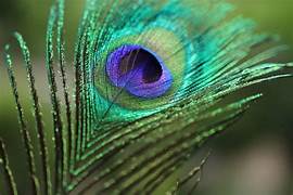 DA BIRD PEACOCK FEATHER