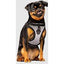 CANADA POOCH EVERYTHING HARNESS